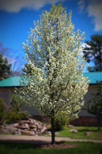 Columnar pear tree-with white cluster flowers. reat for narrow spaces.