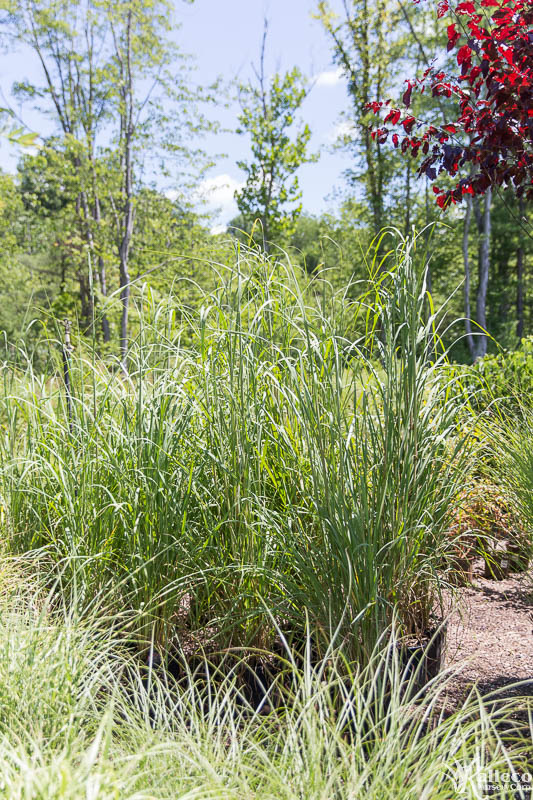 kalleco nursery ornamental grasses6 Kalleco Nursery Corp.