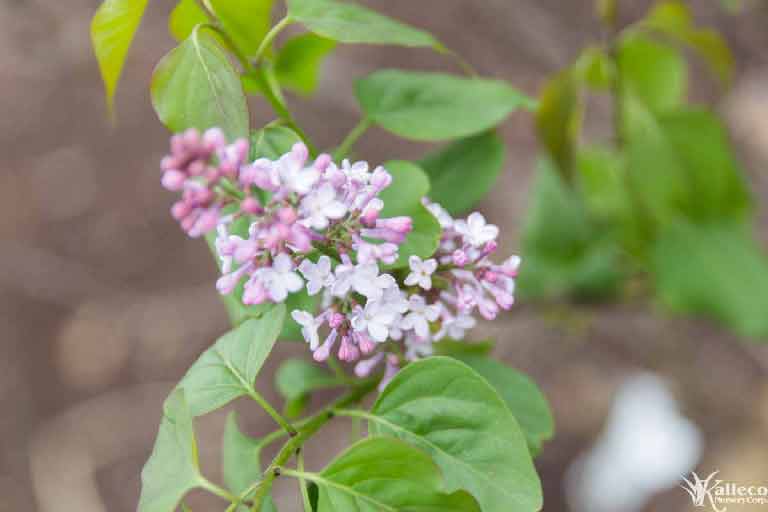 A close up detail of pale purple flowers on an "Old Fashioned" lilac bush.