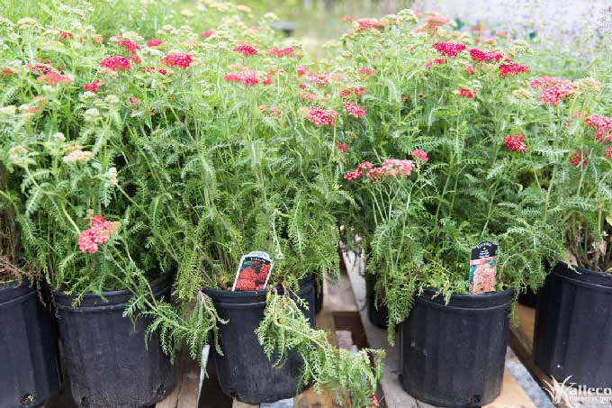 Yarrow: How to Plant, Grow, and Care for Yarrow Plants