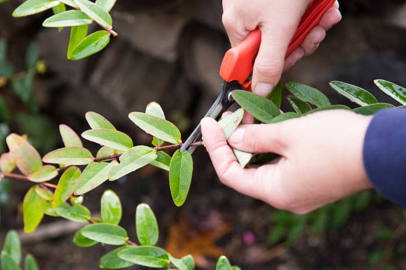 Proper pruning technique for shrubs at Kalleco Nursery.