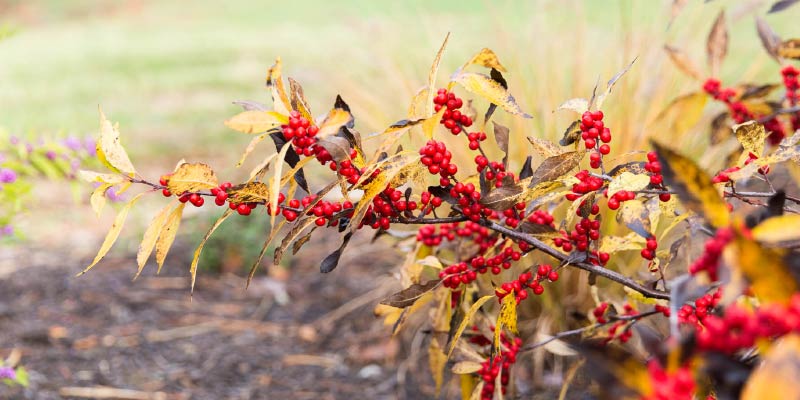 Winterberry in late fall at Kalleco Nursery, Ulster County garden center.