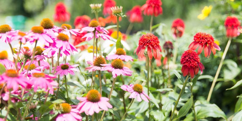 Red and pink echinacea in the summer, available at Rosendale Nursery Kalleco Nursery Corp.