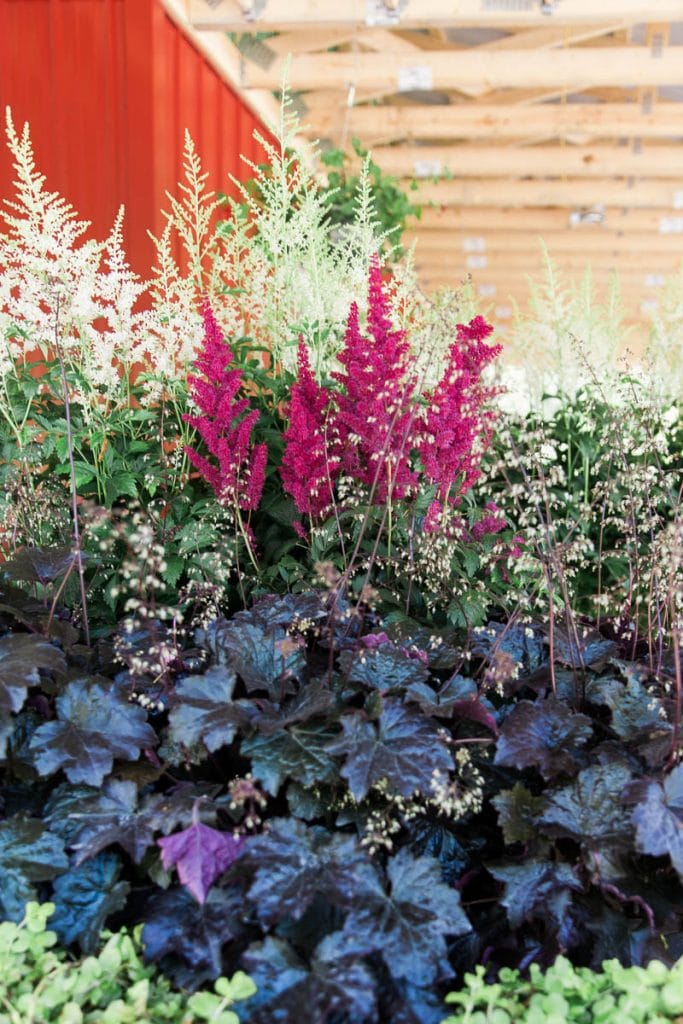 Image of Astilbes and coral bells