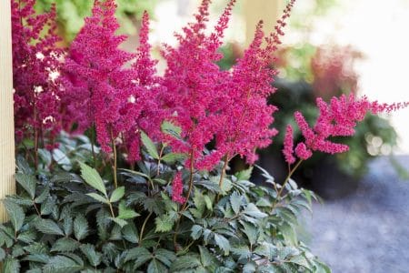 Red Astilbe at Kalleco Nursery in the Hudson Valley