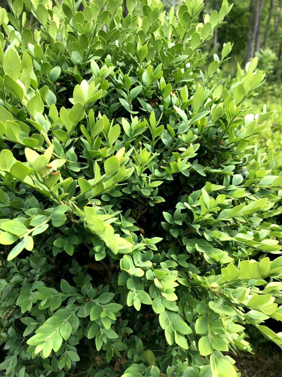 The Boxwood Species and its Large Family - Kalleco Nursery Corp.