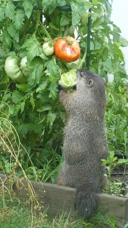 How to deter Groundhogs from your Garden - Kalleco Nursery Corp.