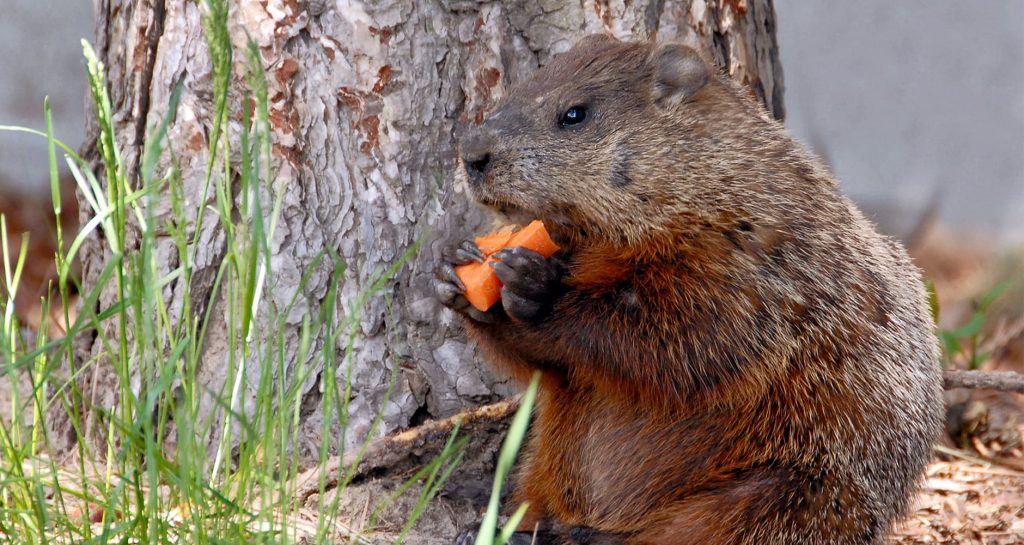 How to deter Groundhogs from your Garden - Kalleco Nursery Corp.