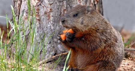 groundhogs rid groundhog remedies deter naturally suggest disappearances prevent