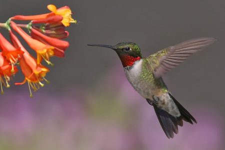 Ruby-Throated Hummingbird